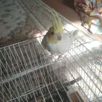 عروس هلندی|پرنده|سبزوار, توحیدشهر|دیوار