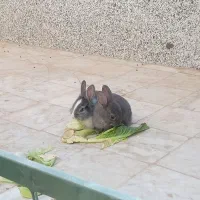 خرگوش سالم و دستی. مناسب نگهداری در خانه|موش و خرگوش|حمیدیا, |دیوار