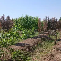 فروش باغ|فروش دفتر صنعتی، کشاورزی، تجاری|شاهرود, |دیوار