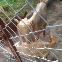 کیسه کهره دار