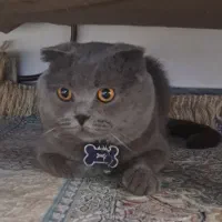 گربه اسکاتیش فولد بلو نر