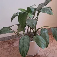 گل آپارتمانی