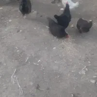 مرغ خروس