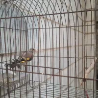 جوجه سهره سال|پرنده|اهواز, پادادشهر|دیوار