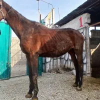 فروشی|اسب و تجهیزات اسب‌سواری|ورامین, ریحان آباد|دیوار