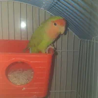کوتوله سبز