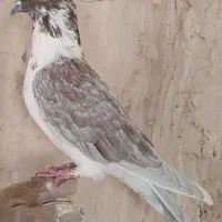 کبوتر پرشی ونقش|پرنده|قم, شهرک قدس|دیوار