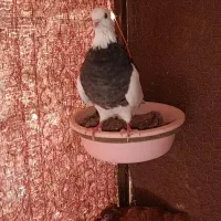 ماده فولادی|پرنده|بیستون, |دیوار