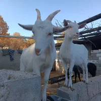 بز سانن|حیوانات مزرعه|صدرا-فارس, فاز ۲|دیوار