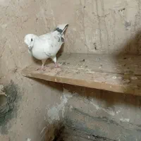 یک جفت کبوتر نر وماده