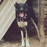 س حیون ۱۲ماه سرابی