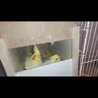 جفت عروس هلندی