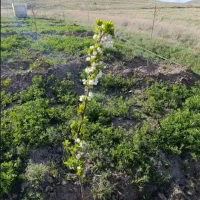 باغ واقع در طاهراباد