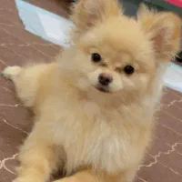 سگ پامرانین|سگ|قم, انصارالحسین|دیوار