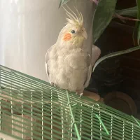 عروس هلندی|پرنده|تهران, استقلال|دیوار