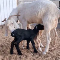 بز سانن دوقلو و ابستن