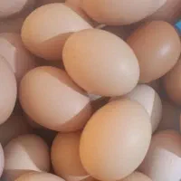تخم‌مرغ محلی