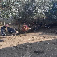 فروش کلی ۱۰ عدد بوقلمون