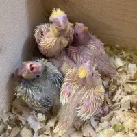 جوجه عروس سرلاکی(بالغ و جفت مولد)