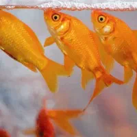 انواع ماهی گلدفیش شب عید و ماهی قرمز