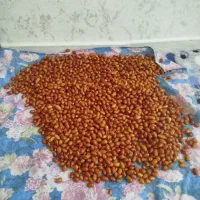 سنجد|خوردنی و آشامیدنی|باسمنج, |دیوار