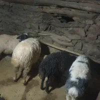 فروش‌4کاور‌سالم‌وسرحال|حیوانات مزرعه|مریوان, |دیوار