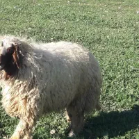 بره پروار کیلویی ۴۰۰