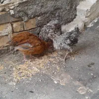 مرغ|حیوانات مزرعه|مشهد, همت آباد|دیوار