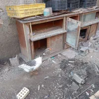 غاز نر جوانه|حیوانات مزرعه|رامیان, |دیوار