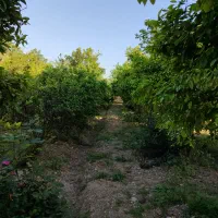 اجاره باغ ویلا