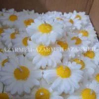 شمع بابونه عمده گیفت