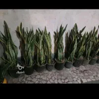سانس لبه طلای حراج|گل و گیاه طبیعی|قائم‌شهر, |دیوار
