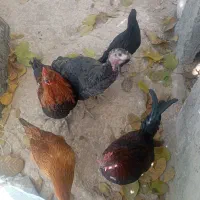 فروشی خروس 4عدد وار 2عدد 3عدد بوقلمون