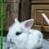 بچه خرگوش یک و نیم ماهه