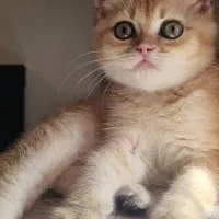 گربه نر بریتیش اصیل، بغلی و مهربون