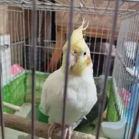 عروس هلندی