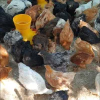 نیمچه مرغ و خروس برهما