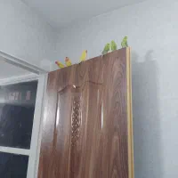 طوطی کوتوله