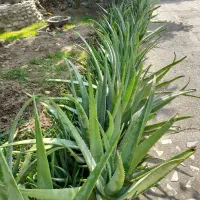 آلوورا|آرایشی، بهداشتی، درمانی|رامسر, |دیوار