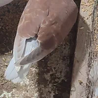 کفتر دم سفید|پرنده|تربت‌حیدریه, حسنی بالا|دیوار