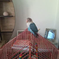 یک عدد کوتوله جوجه