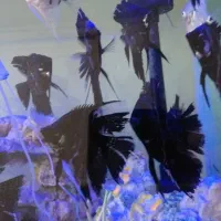 ماهی انجل مولد