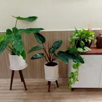 گل آپارتمانی گیاه فیلندرون با گلدان سرامیکی