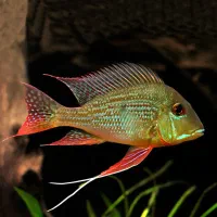 ماهی سرای نیشابور|ماهی|نیشابور, دارایی|دیوار