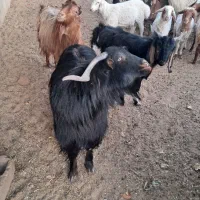 سه عدد چبش چاق