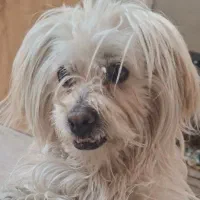 سگ شیتزو تریر