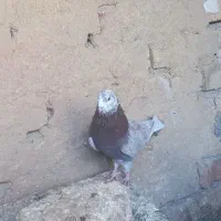 کفتر کاشونی سبز سدی|پرنده|شهرضا, |دیوار