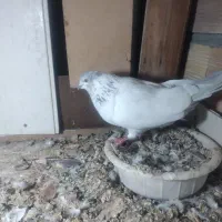 تعداد‌۱۰‌عدد‌کبوتر‌پرشی‌بفروش‌میرسد|پرنده|پلدشت, |دیوار