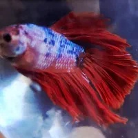 فایتر کلکسیونی