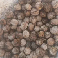 گردو